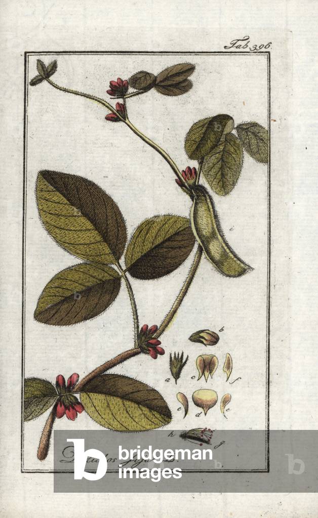 Soybeans or yellow soya (Glycine max). Lithograph from “Afbeelding der Artseny-Gewassen” by Johannes Zorn (1739-1799), Netherlands, 1796. Soy or soya bean, Glycine max. Handcoloured copperplate botanical engraving from J. Zorn's “Afbeelding der Artseny-Gewassen,” Amsterdam, 1796.