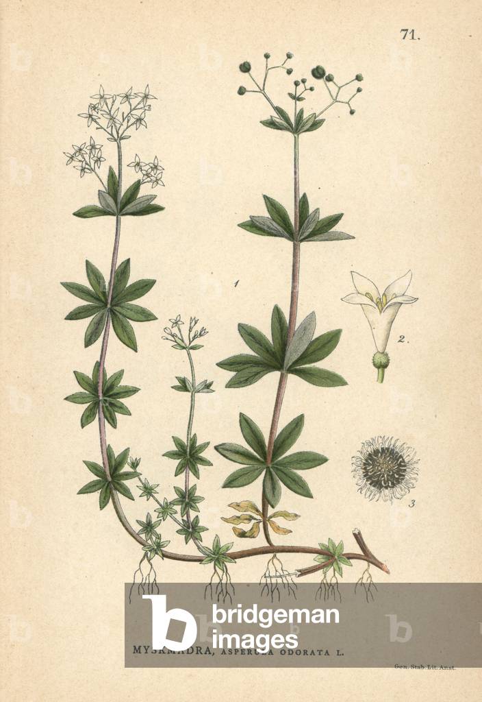 Sweet woodruff, Asperula odorata