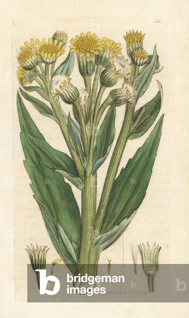Marsh fleawort or swamp ragwort, Tephroseris palustris (Cineraria palustris) (Cineraire des marais, Senecon des marais) Handcoloured copperplate engraving by James Sowerby from James Smith's English Botany, London, 1793.