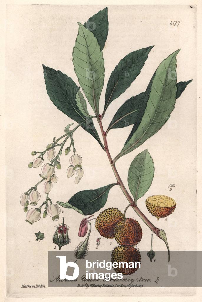 Arbutus ulnedo - Botanical Plate by Isaac Russell, engraved by Charles Matthews, taken from “English Botanical Phenomenes” by William Baxter (1788-1871), 1837