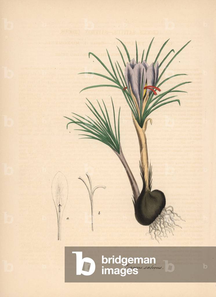 Crocus cultivates, or crocus a saffron - Saffron crocus, Crocus sativus, with flower, leaf, bulb and stamen. Handcoloured zincograph by C. Chabot drawn by Miss M. A. Burnett from her “” Plantae Utiliores: or Illustrations of Useful Plants,”” Whittaker, London, 1842. Miss Burnett drew the botanical illustrations, but the text was chiefly by her late brother, British botanist Gilbert Thomas Burnett (1800-1835).