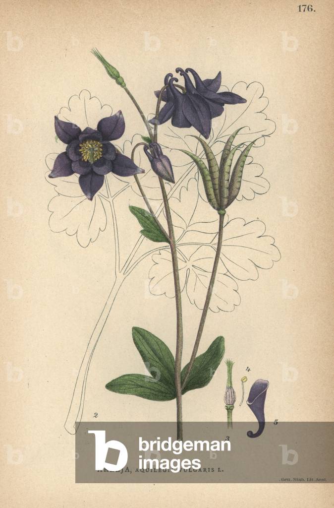 Common columbine, Aquilegia vulgaris