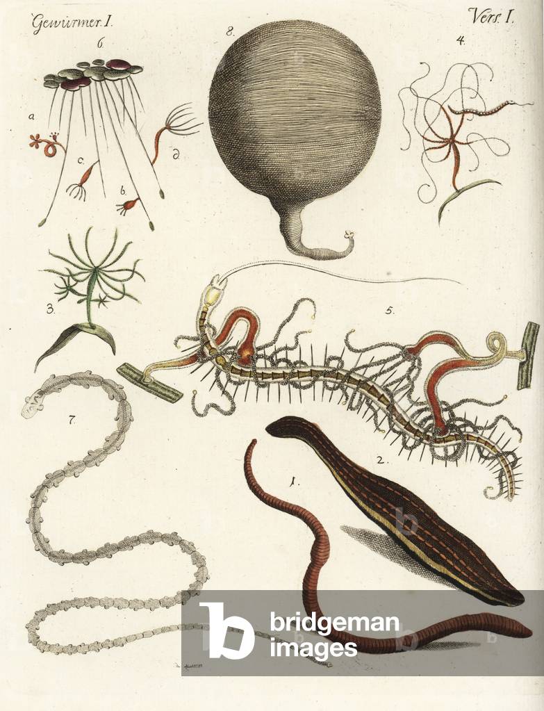 Earthworm, Lumbricus terrestris 1, medicinal leech, Hirudo medicinalis 2, polyp species, Hydra vulgaris, 3,4,5,6, pork tapeworm (tenia weapon or pork), Taenia solium 7, and unknown species of tapeworm), Hydratis gigas 8. Handcoloured copperplate engraving after Johann Christian Wilhelm Waitz from Friedrich Johann Bertuch's Bilderbuch fur Kinder (Picture Book for Children), Weimar, 1792.