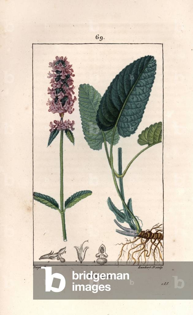 Betoine or epiary officinale - Engraving by Lambert fils, after a drawing by Pierre Jean Francois Turpin (1775-1840), from La flore medicale, de Chaumeton, Poiret et Chamberet, Paris 1830 - Betony or bishopwort, Stachys officinalis - Engraving by Lambert Junior from a drawing by P - J - F - Turpin from Chaumeton, Poiret and Chamberet's “” La Flore Medicale ,”” Paris, Panckoucke, 1830 -