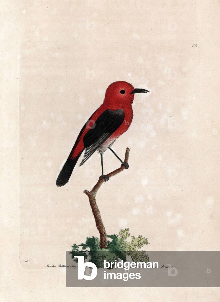 Cardinal myzomele. Signed illustration SN (George Shaw and Frederick Nodder). Copper engraving by Frederick Polydor Nodder (1751-1801), for the naturalist collection, published in 1792 by George Shaw.