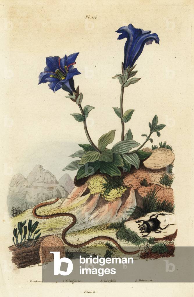 Stemless gentian, Gentiana acaulis 1, Clavaria ophioglossoides 2, centipede, Geophilus walckenaerii 3 and scarab beetle, Geotrupes momus 4