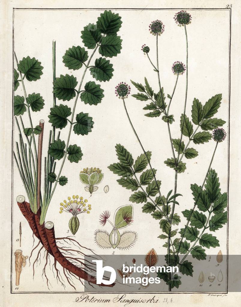 Pimprenelle or small pimprenelle - Lithograph by F. Guimpel, extracted from medical botany by Friedrich Gottlob Haynes (1763-1832), Berlin, 1822 - Salad or small burnet, Poterium sanguisorba - Handcoloured copperplate by F. Guimpel from Dr. F. G. Hayne's Medical Botany, Berlin, 1822