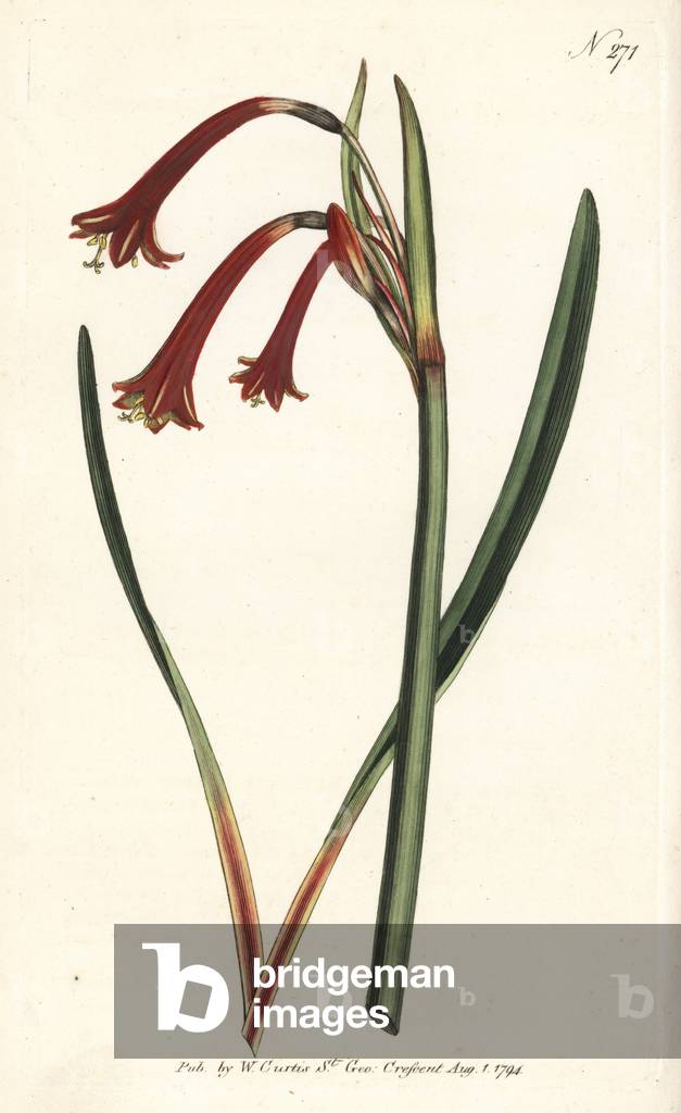 Aiton - Narrow-leaved cyrtanthus, Cyrtanthus angustifolius. Handcoloured copperplate engraving from William Curtis' Botanical Magazine, London, 1794.