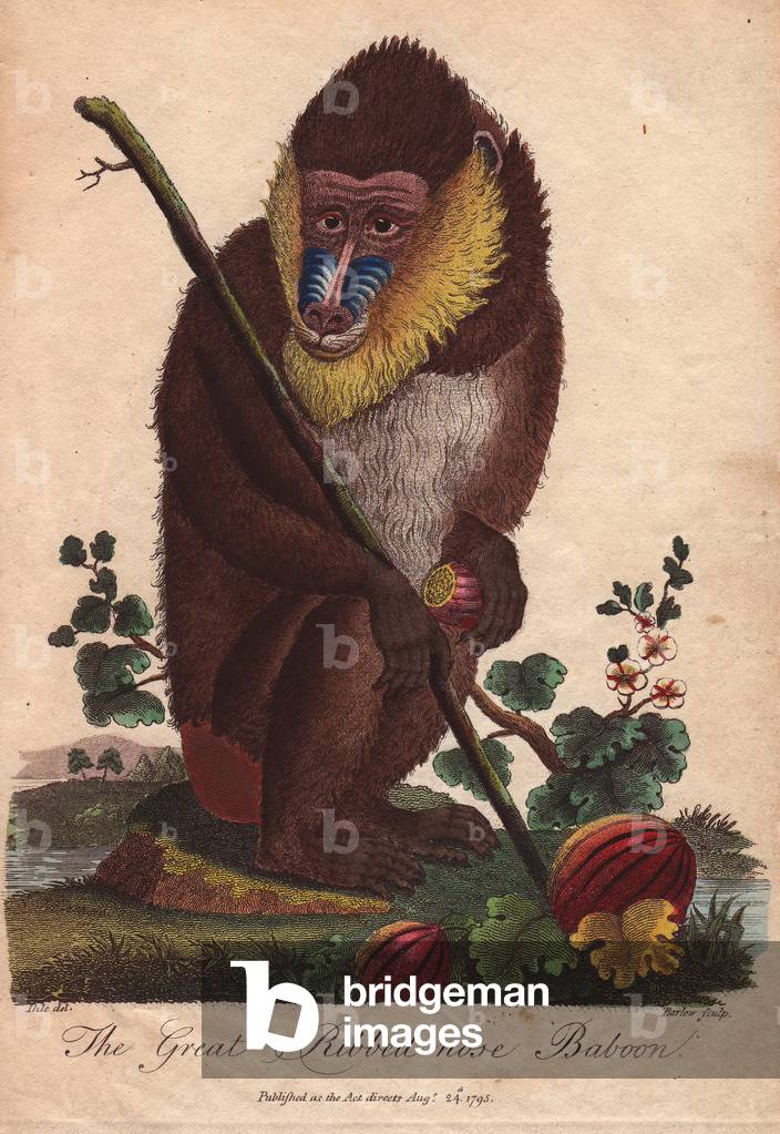 Great ribbed-nose baboonMandrillus sphinx