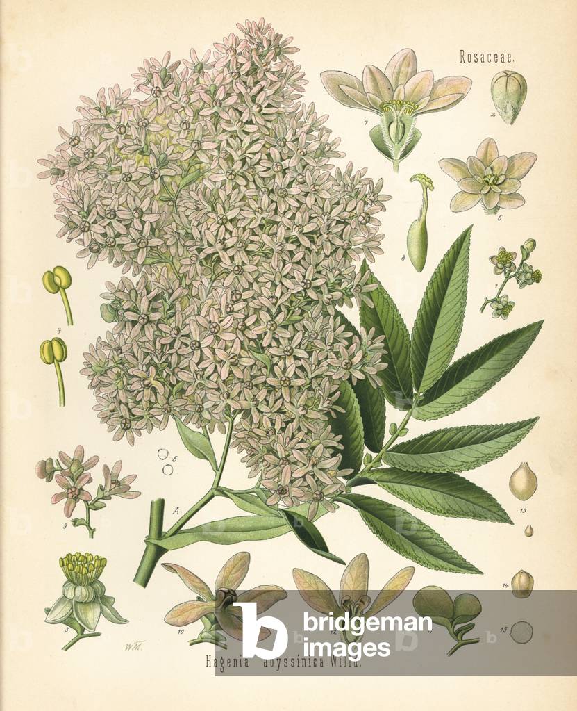 African redwood or kousso, Hagenia abyssinica. Chromolithograph after a botanical illustration by Walther Muller from Hermann Adolph Koehler's Medicinal Plants, edited by Gustav Pabst, Koehler, Germany, 1887.