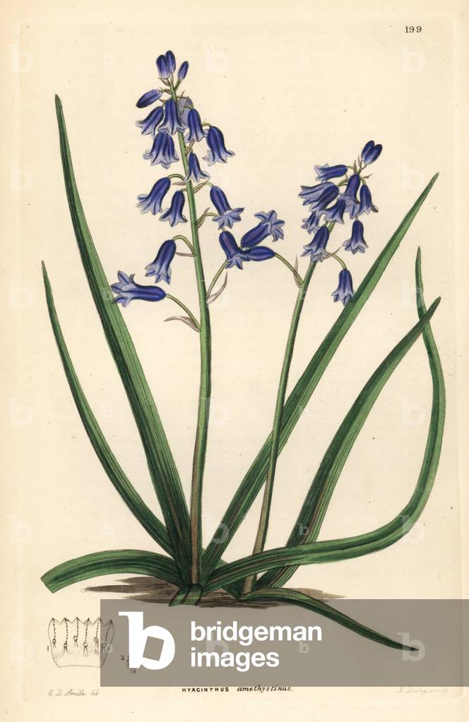 Hyacinth - Brimeura amethystina (Amethyst-coloured hyacinth, Hyacinthus amethystinus). Handcoloured copperplate engraving by G. Barclay after Edwin Dalton Smith from John Lindley and Robert Sweet's Ornamental Flower Garden and Shrubbery, G. Willis, London, 1854.