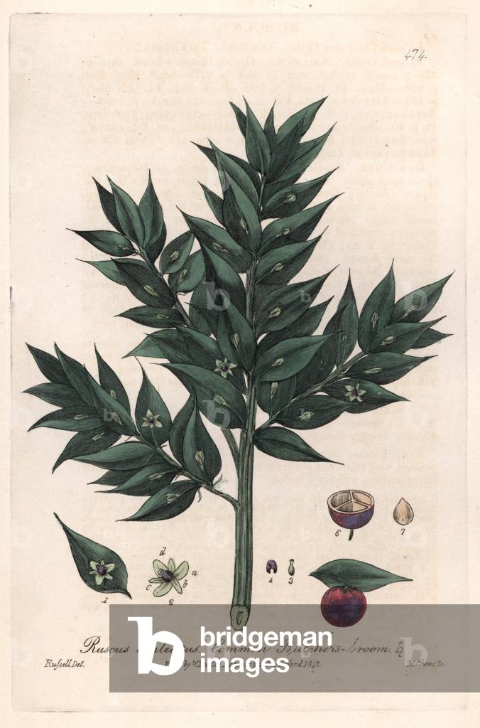 False Holly Fragon (Ruscus aculeatus) - Botanical Plate by Isaac Russell, engraved by Charles Matthews, taken from “English Botanical Phenomenes” by William Baxter (1788-1871), 1837