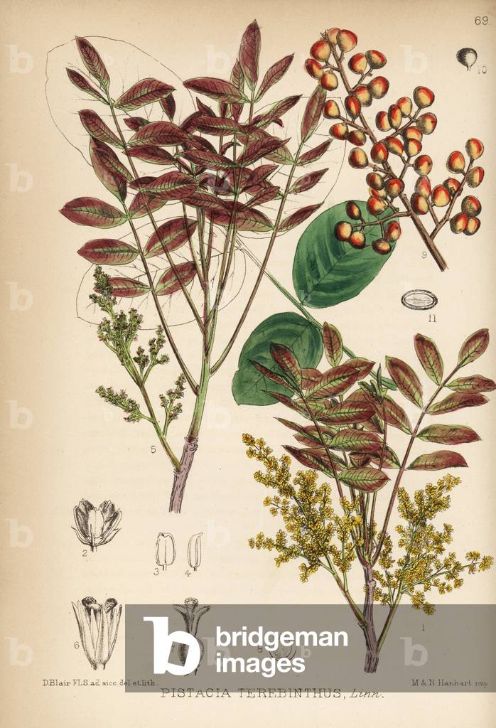 Terebinth or turpentine tree, Pistacia terebinthus. Handcoloured lithograph by Hanhart after a botanical illustration by David Blair from Robert Bentley and Henry Trimen's Medicinal Plants, London, 1880.
