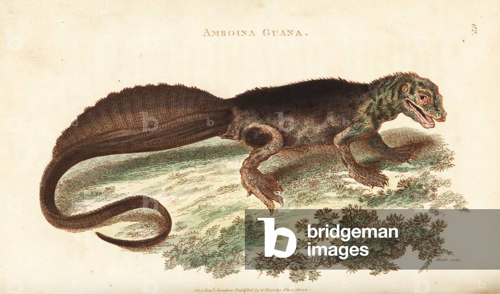 Amboina sailfin lizard, Hydrosaurus amboinensis (Amboina guana, Lacerta amboinensis). Handcoloured copperplate engraving by Heath after an illustration by George Shaw from his General Zoology, Amphibia, London, 1801.