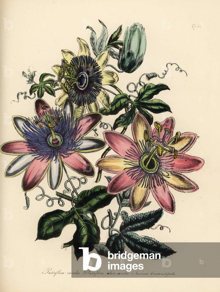 Common passionflower, Passiflora caerulea, Master's hybrid, Passiflora alato-caerulea, and feather-stipuled tacsonia or poro poro, Tacsonia pinnatistipula. Handfinished chromolithograph by Henry Noel Humphreys after an illustration by Jane Loudon from Mrs. Jane Loudon's Ladies Flower Garden or Ornamental Greenhouse Plants.