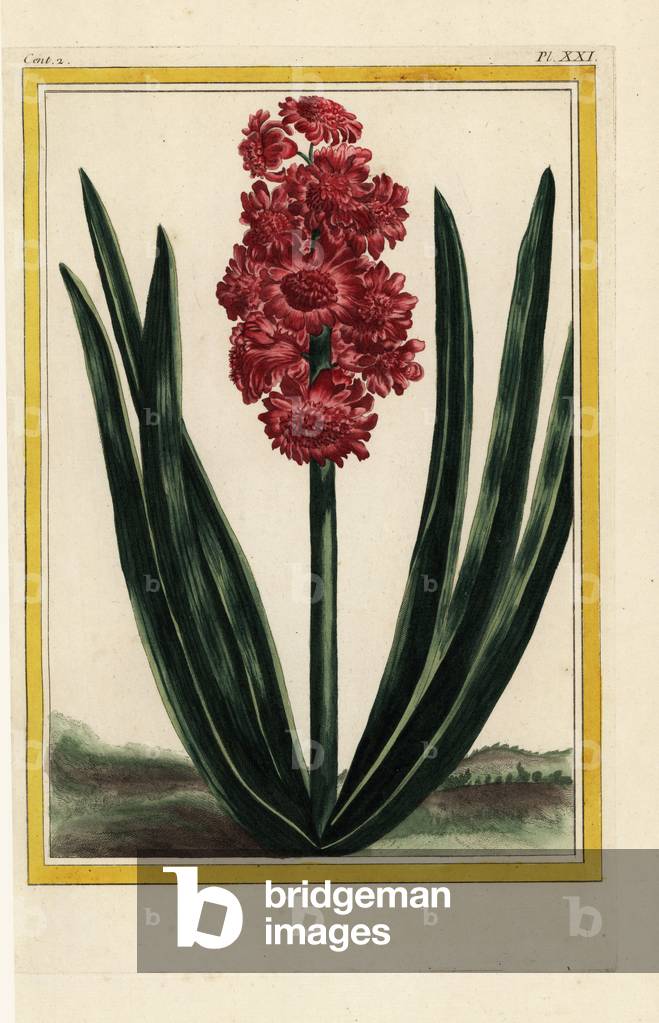 The Royal Crimson, Jacinth's species. Hyacinth hybrid, Hyacinthus orientalis. Handcoloured etching from Pierre Joseph Buchoz 'Precious and illuminated collection of the most beautiful and curious flowers, grown both in the gardens of China and in those of Europe, Paris, 1776.