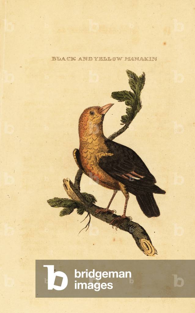 Orange-headed manakin, Pipra aureola