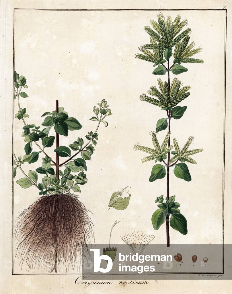 Wild marjoram or perennial marjoram (common oregano) - Lithograph by F. Guimpel, extracted from medical botany by Friedrich Gottlob Haynes (1763-1832), Berlin, 1822 - Oregano, Origanum vulgare - Handcoloured copperplate by F. Guimpel from Dr. F. G. Hayne's Medical Botany, Berlin, 1822