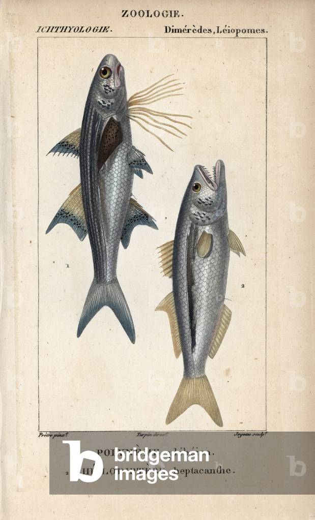 Striped threadfin, polyneme plebeien, Polydactylus plebeius, and bluefish, cheilodiptere heptacanthe, Pomatomus saltatrix. Handcoloured copperplate stipple engraving from Jussieu's “” Dictionary of Natural Sciences”” 1816-1830. The volumes on fish and reptiles were edited by Hippolyte Cloquet, natural historian and doctor of medicine. Illustration by J.G. Pretre, engraved by Joyeau, directed by Turpin, and published by F. G. Lévrault.