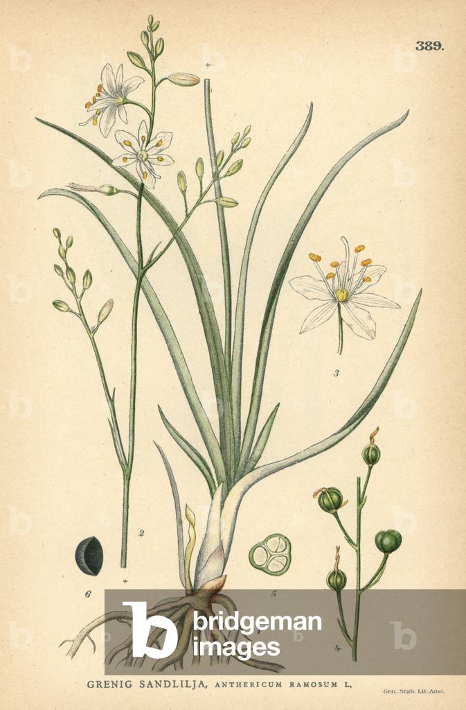 Branched St. Bernard's lily, Anthericum ramosum