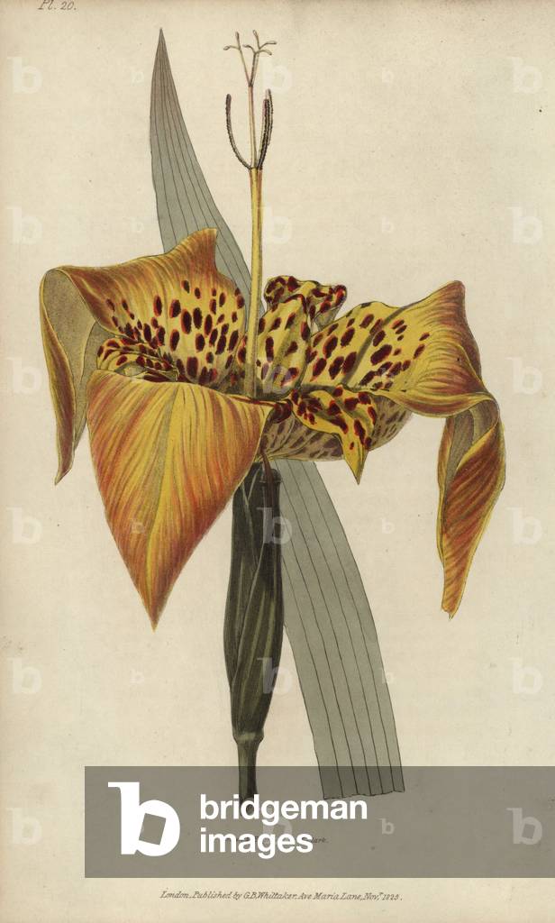 Tiger flower, Tigridia pavonia. Handcoloured botanical illustration drawn and engraved by William Clark from Richard Morris's “Flora Conspicua” London, Longman, Rees, 1826. William Clark was former draughtsman to the London Horticultural Society and illustrated many botanical books in the 1820s and 1830s.
