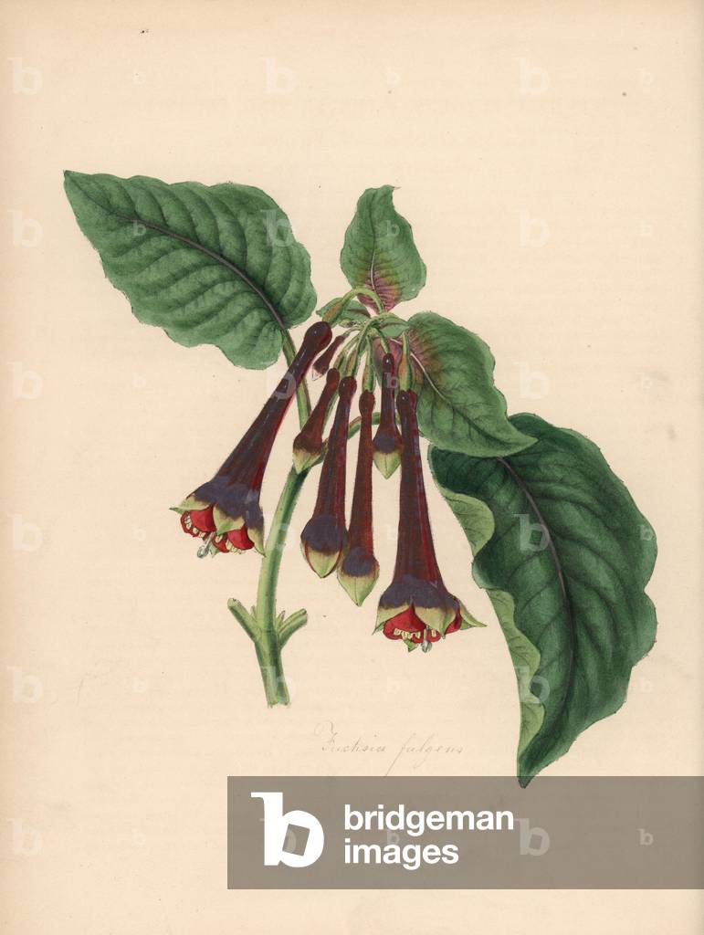 Red fuchsia - Fuchsia, Fuchsia fulgens. Handcoloured zincograph by C. Chabot drawn by Miss M. A. Burnett from her “” Plantae Utiliores: or Illustrations of Useful Plants,”” Whittaker, London, 1842. Miss Burnett drew the botanical illustrations, but the text was chiefly by her late brother, British botanist Gilbert Thomas Burnett (1800-1835).
