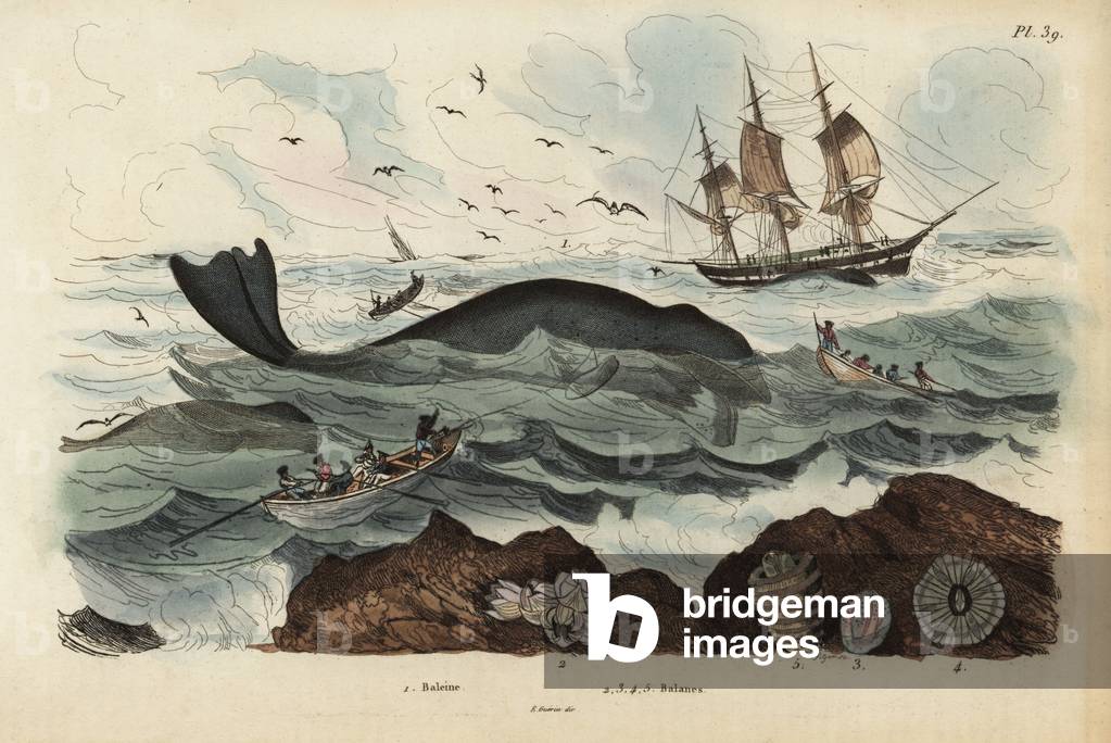 Whalers hunting a North Atlantic right whale, Eubalaena glacialis, endangered 1, and barnacles 2-5. Baleine, Balenes