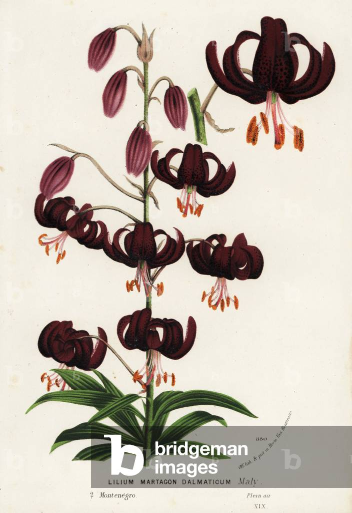 Martagon lily or Tk's cap lily, Lilium martagon (dalmatium). Handcoloured lithograph from Louis van Houtte and Charles Lemaire's Flowers of the Gardens and Hothouses of Europe, Flore des Serres et des Jardins de l'Europe, Ghent, Belgium, 1874.