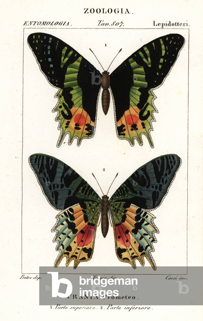 East African sunset moth, Chrysiridia croesus