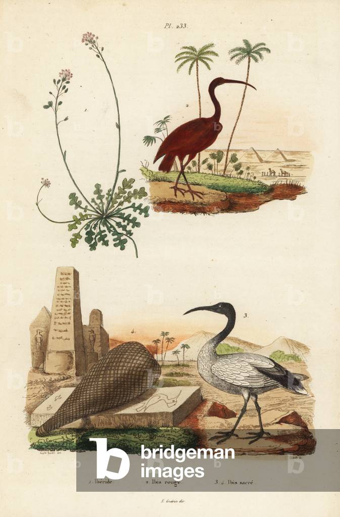 Scarlet ibis, Eudocimus ruber 2, African sacred ibis, Threskiornis aethiopicus 3,4, and candytuft, Iberis sempervirens 1