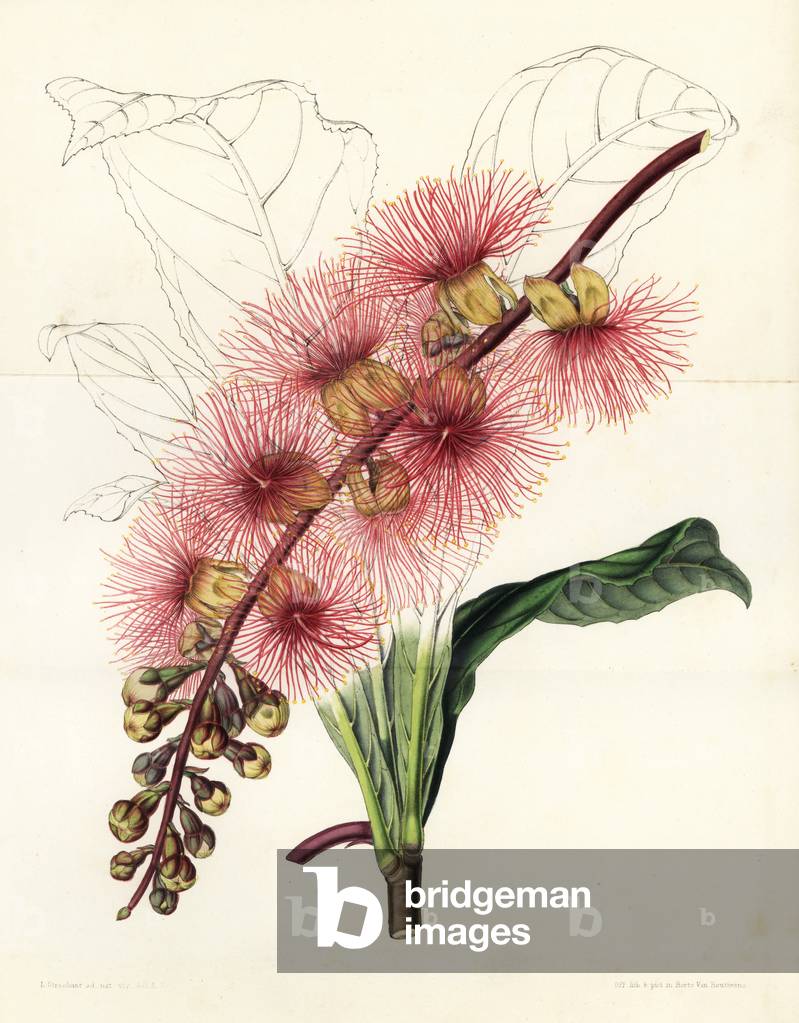 Barringtonia macrocarpa (Stravadium badge). Handcoloured lithograph by Stroobant from Louis van Houtte and Charles Lemaire's Flowers of the Gardens and Hothouses of Europe, Flore des Serres et des Jardins de l'Europe, Ghent, Belgium, 1851.