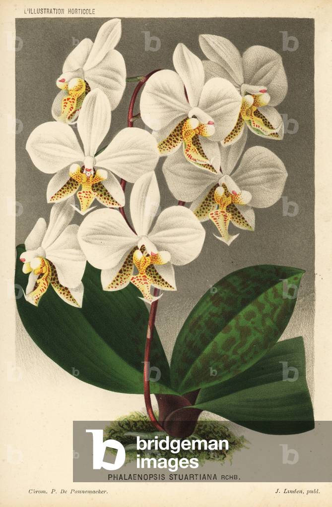 Phalaenopsis stuartiana orchid. Chromolithograph by Pieter de Pannemaeker from Jean Linden's l'Illustration Horticole, Brussels, 1884.