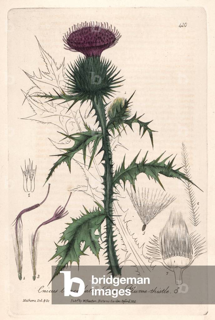 Cirse lanceolee (Cnicus lanceolatus) - Botanical Plate by Isaac Russell, engraved by Charles Matthews, taken from “English Botanical Phenomenes” by William Baxter (1788-1871), 1837