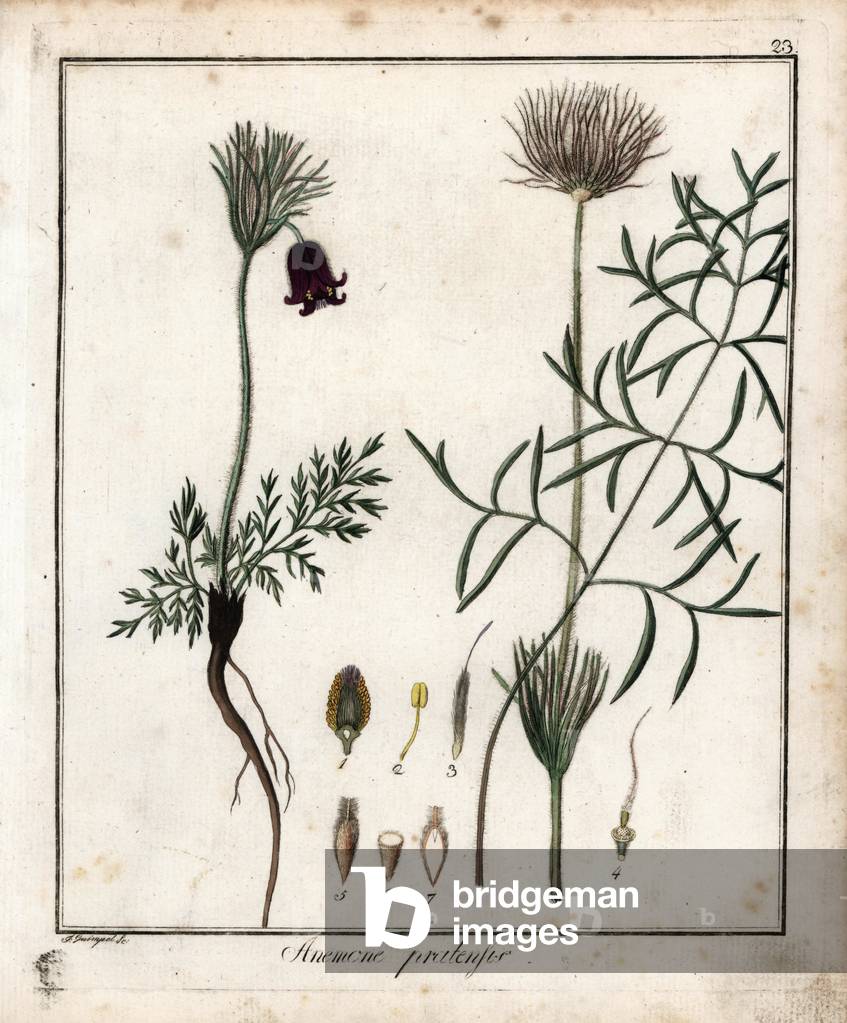 Anemone pulsatille or cockerel - Lithography by F. Guimpel, extracted from medical botanical by Friedrich Gottlob Haynes (1763-1832), Berlin, 1822 - Pasque flower, Pulsatilla vulgaris - Handcoloured copperplate by F. Guimpel from Dr. F. G. Hayne's Medical Botany, Berlin, 1822