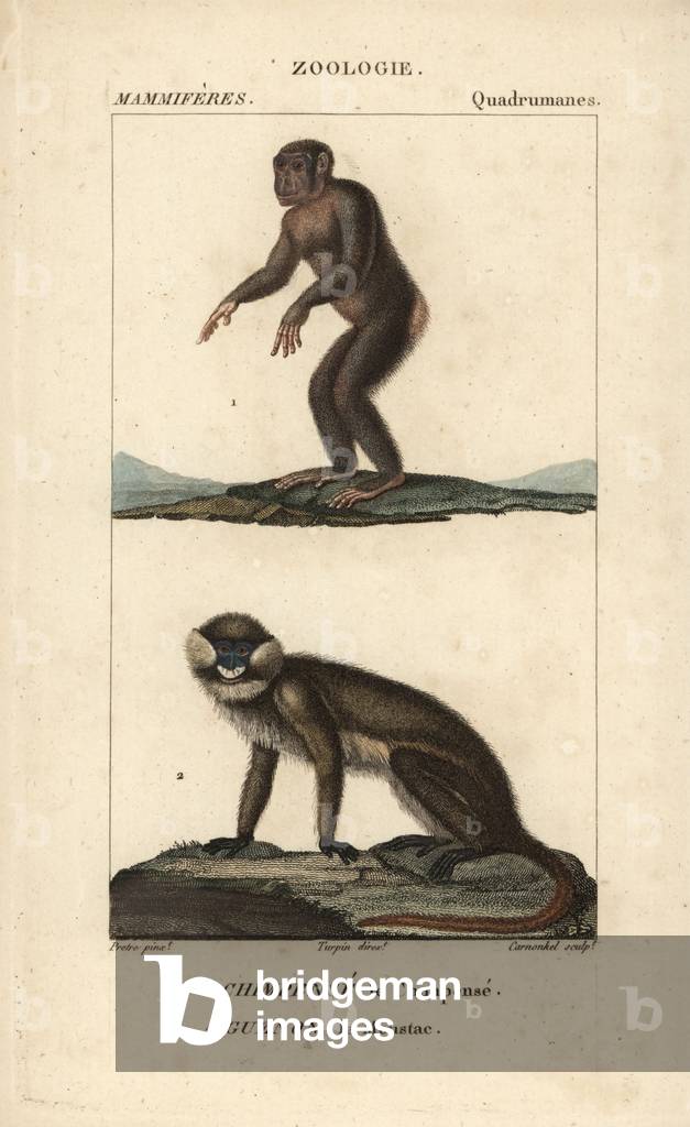 Common chimpanze and guenon moustac - Lithography, illustration by Jean Gabriel Pretre (1780-1885) edited by Pierre Jean Francois Turpin (1775-1840), extracted from the “dictionary of natural sciences” by Frederic Cuvier, Paris, France, 1816 - Common chimpanzee, Pan troglodytes (endangered), and moustached guenon monkey, Cercopithecus cephus- Handcoloured copperplate engraving, illustration by J. G. Pretre (1780-1845), directed by P. J.F. Turpin, from Frederic Cuvier's “” Dictionary of Natural Science,”” Paris, France, 1816