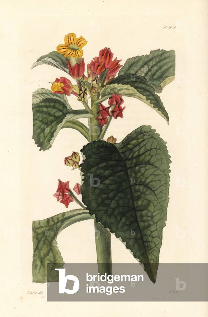 Sunset bells or black flamingo, Chrysothemis pulchella (Besleria pulchella). Handcoloured copperplate engraving by George Cooke after Thomas Shotter Boys from Conrad Loddiges' Botanical Cabinet, Hackney, 1825.