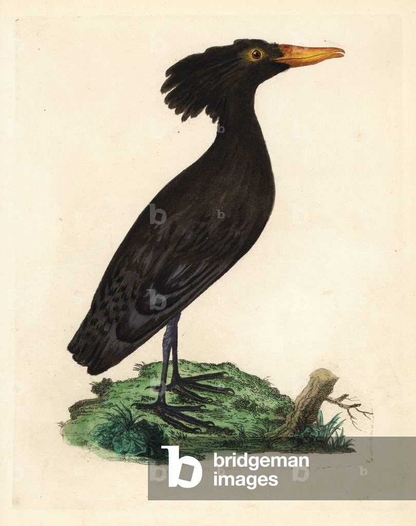 African Ombrette or Senegal - Hamerkop or umbre, Scopus umbretta. From a specimen in the Royal Society. Handcoloured copperplate engraving by Peter Brown from his New Illustrations of Zoology.