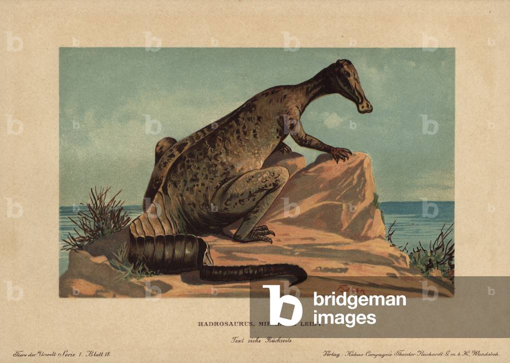 Hadrosaur (or duck-beaked dinosaur) genus of herbivore, from the Cretace era. Chromolithography of F. John (series prehistoric animals of the Reichardt Cocoa Company), originally published in “Animals of the Prehistoric World”, 1910, Hamburg (Germany), text by Wilhelm Bolsche.