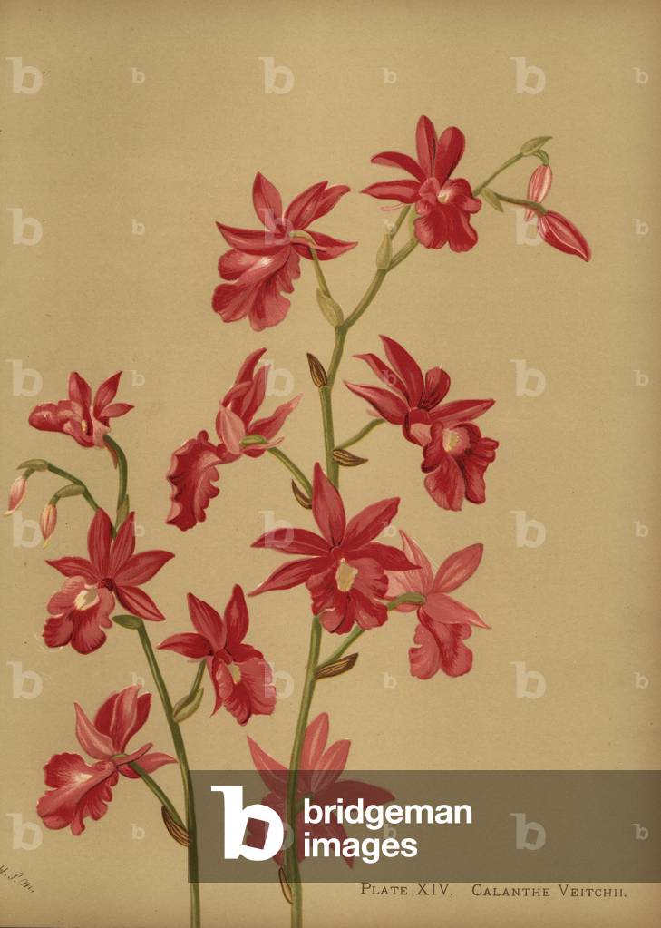 Christmas orchid hybrid, Calanthe x veitchii