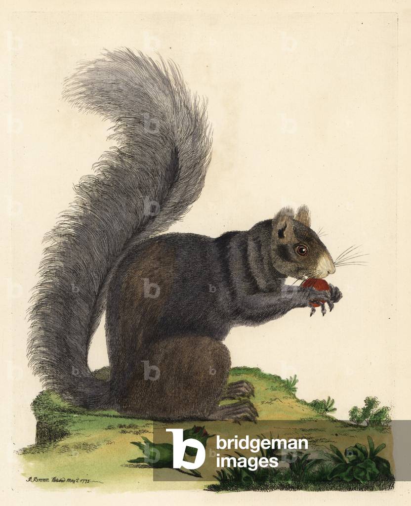 Fawn squirrel or fox squirrel - Eastern fox squirrel, Sciurus niger. Black squirrel with white nose, Sciurus niger. From the collection of Mr Jackson. Handcoloured copperplate engraving by Peter Brown from his New Illustrations of Zoology.