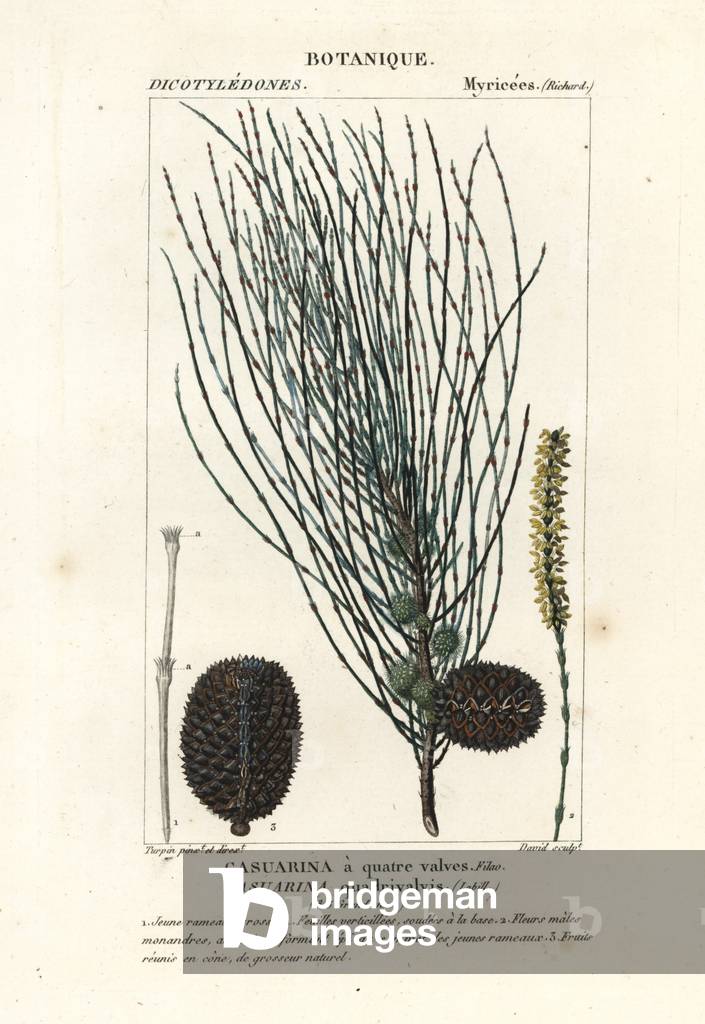 Drooping sheoak, Allocasuarina verticillata