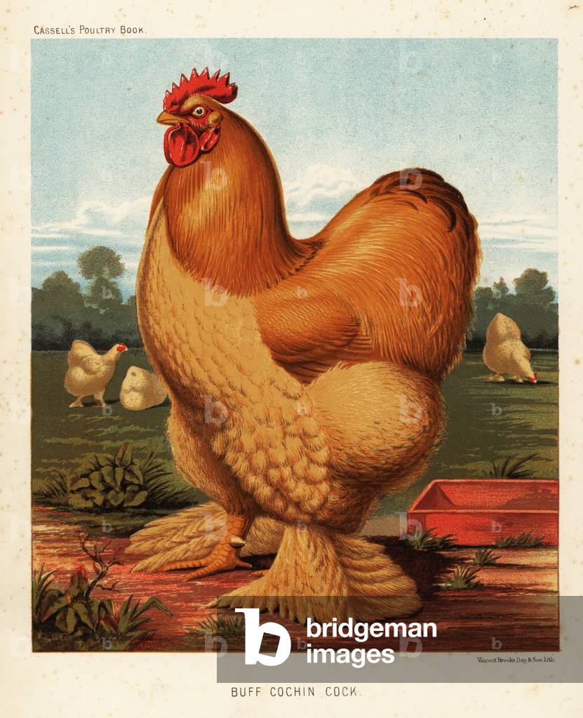 Buff cochin cock, 1890 (chromolithograph)