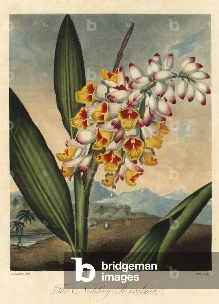 Flower of my soul or tears of the Virgin or ginger shell (Alpinia zerumbet) Strong water, extracted from The Temple of Flora, by Dr. Robert Thornton (1768-1837), 1812