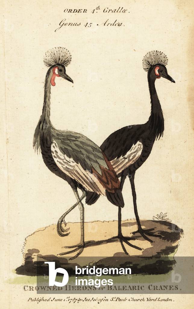 Black crowned crane, Balearica pavonina