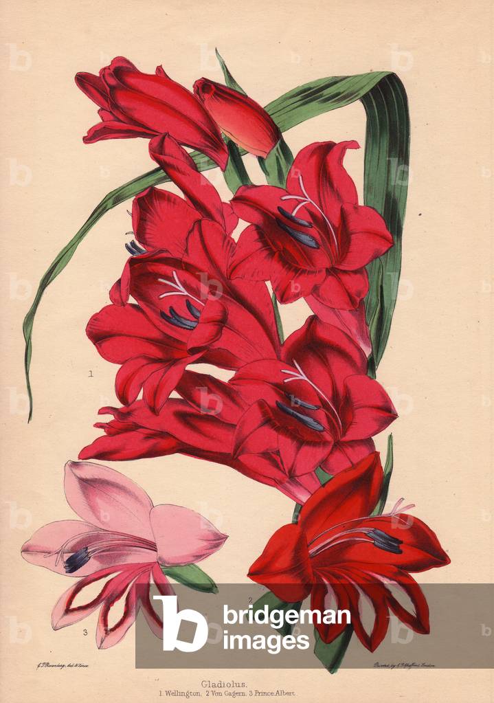 Varieties of Glaieuls: Wellington (crimson red colour), Von Gagern (ecarlate red colour) and Prince Albert (pink colour). Eau forte (zincography) draws and grave by C.T.Rosenberg, in The Garden Companion and Florist's Guide, 1852, by Thomas Moore (1821-1887), curator of the Botanical Garden of Chelsea (United Kingdom), published by Charles Frederick Cheffins.