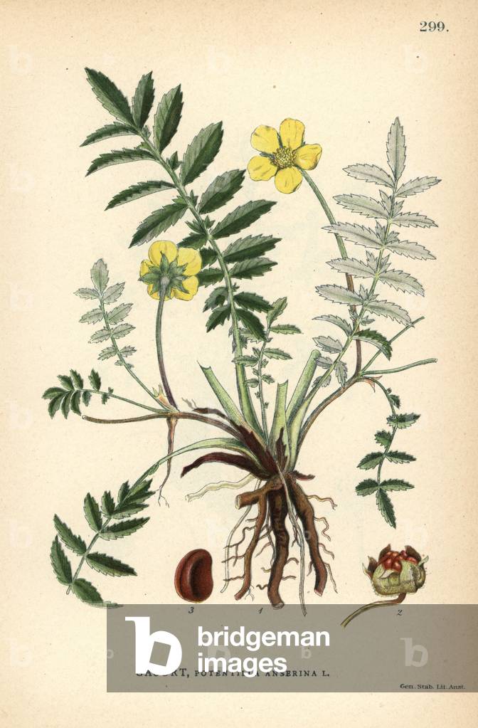 Silverweed cinquefoil, Potentilla anserina