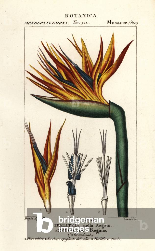 Bird of paradise flower, Strelitzia reginae