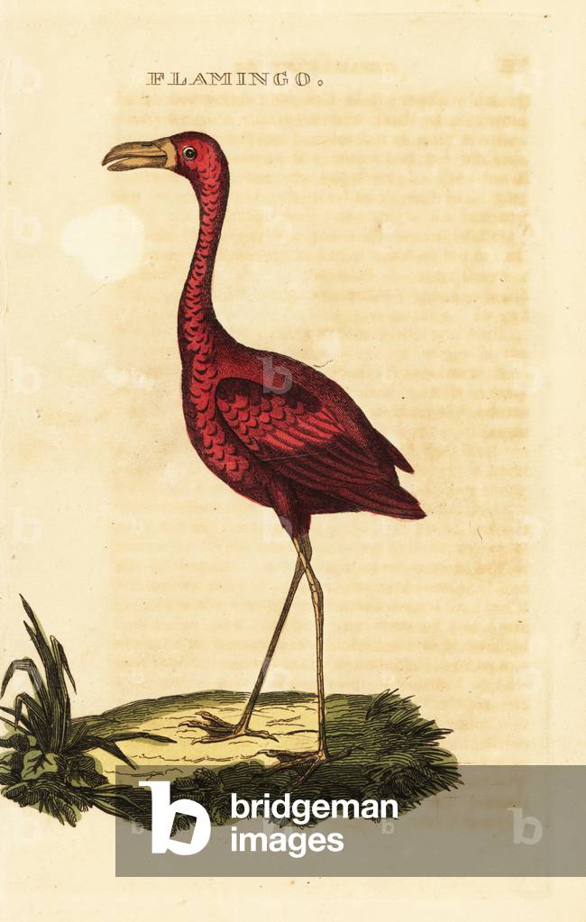 American flamingo, Phoenicopterus ruber