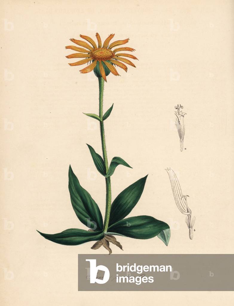 Mountain Arnica - Mountain arnica or leopard's bane, Arnica montana. Handcoloured zincograph by C. Chabot drawn by Miss M. A. Burnett from her “” Plantae Utiliores: or Illustrations of Useful Plants,”” Whittaker, London, 1842. Miss Burnett drew the botanical illustrations, but the text was chiefly by her late brother, British botanist Gilbert Thomas Burnett (1800-1835).