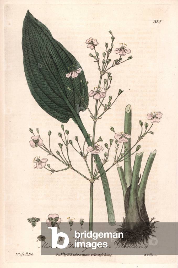 Alisma antago aquatica (Alisma plantago) - Botanical Plate by Isaac Russell, engraved by Charles Matthews, taken from “English Botanical Phenomenes” by William Baxter (1788-1871), 1837